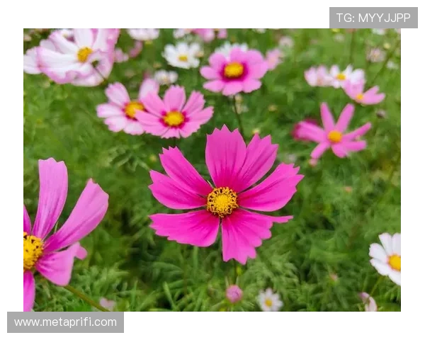 林木麻奈美：治愈系笑容背后的坚韧与闪耀